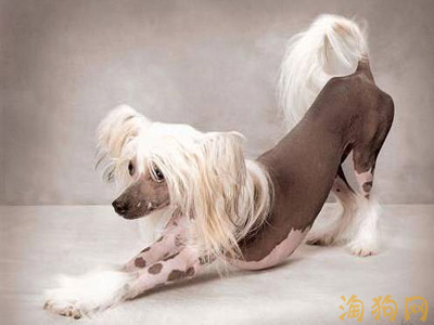 中国冠毛犬的繁殖特点