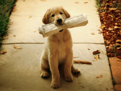 怎么训练狗狗叼报纸