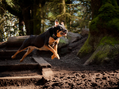 训练狗狗跳跃和安静的方法