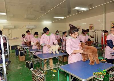 上海学习宠物美容多少钱
