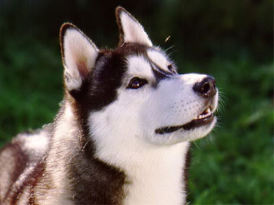 阿拉斯加雪橇犬常识、阿拉斯加雪橇犬与哈士奇的区别