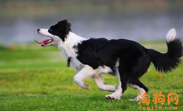 训练狗狗叼回飞盘几大要素