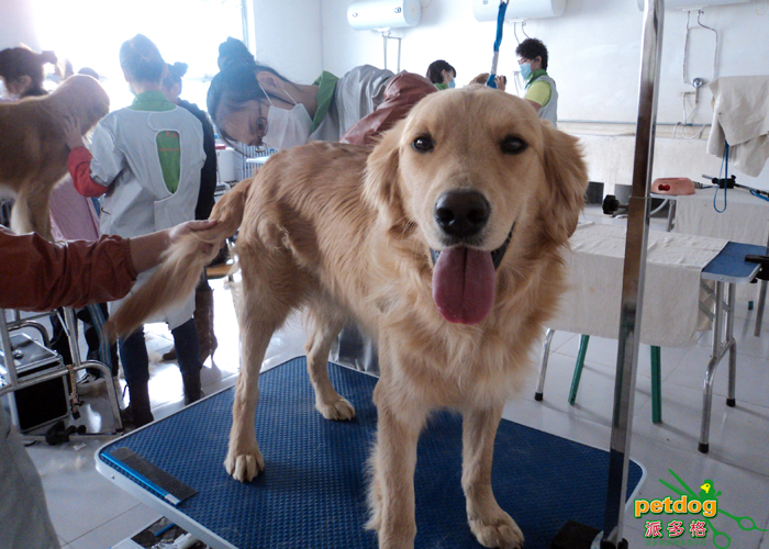派多格北京宠物美容师培训学校 走在时尚宠物美容前沿