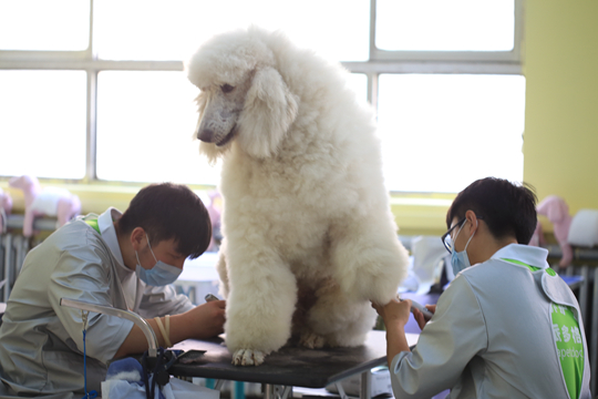 宠物美容师考试