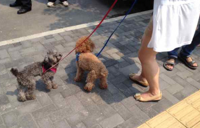 为“发财”郑州两男子偷盗宠物狗　作案一次即被捉【图】