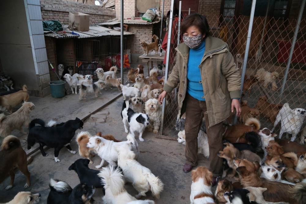 甘肃退休女教师狠心卖房产 养240多只流浪狗