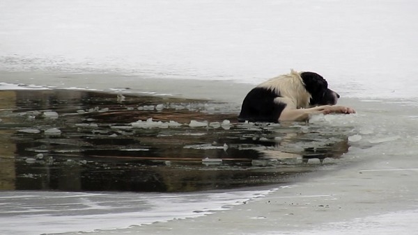 狗狗跌冰池 俄罗斯大叔裸趴雪地“让它咬手”救上岸