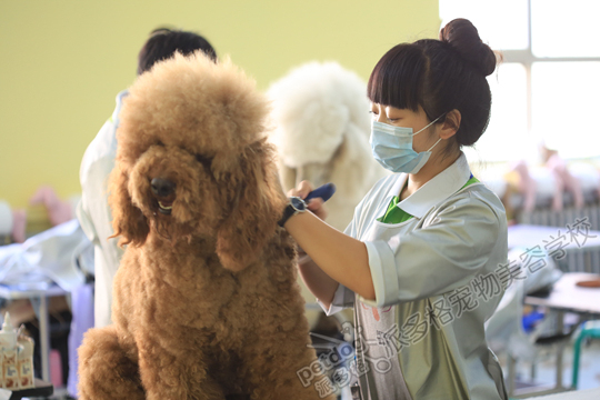 上海宠物美容学校排名怎么样