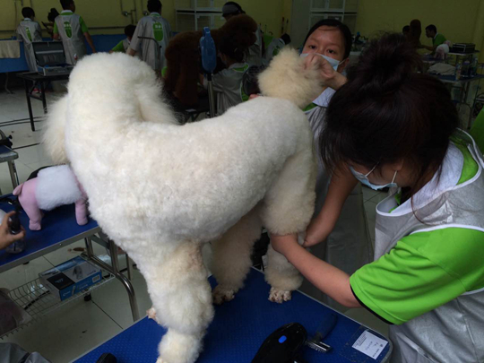桂林的宠物美容培训学校好吗