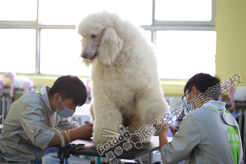 广州宠物美容师培训学校