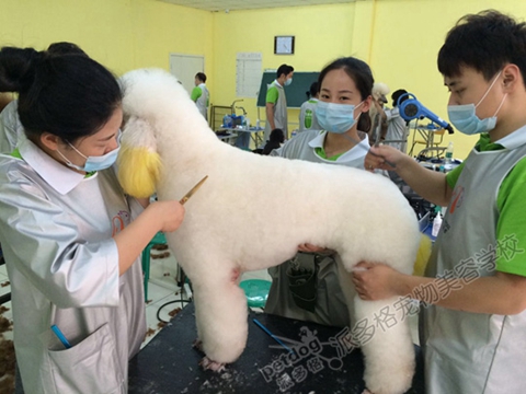 杭州宠物美容师培训