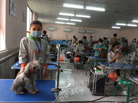 温州宠物学校培训