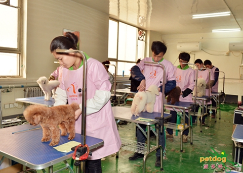 滨州宠物培训学校