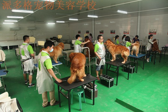 如何能够获得专业的宠物美容师培训？