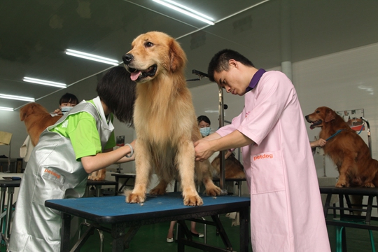 在武汉掌握宠物美容技术难吗