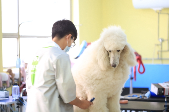 在武汉前景最好的职位是宠物美容师吗