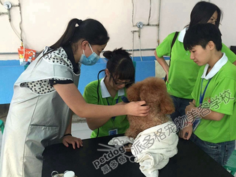 在武汉选择什么宠物学校可以保证自己学到技术