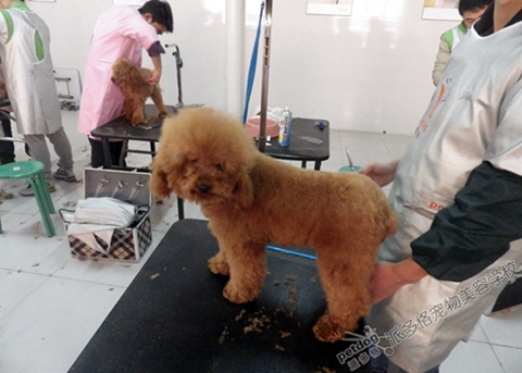 狗狗美容师在武汉大概一个月多少工资