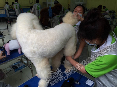 北京比较受欢迎的宠物美容学校是哪家