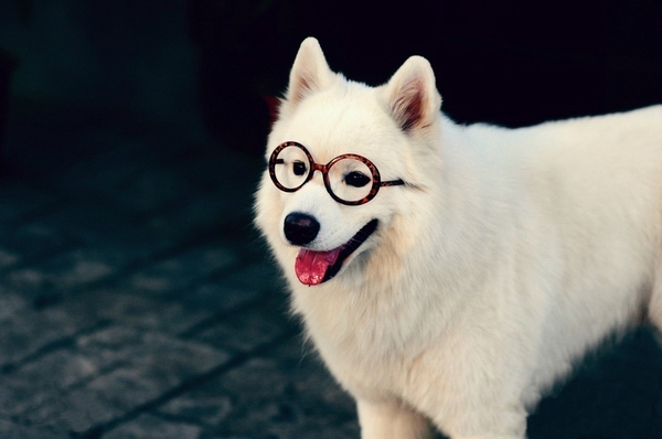 萨摩耶犬智商,它是狗狗中比较聪明的【图】