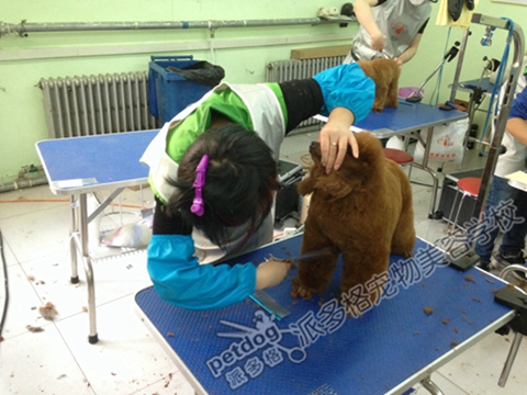 北京的宠物美容学校哪里学好呢