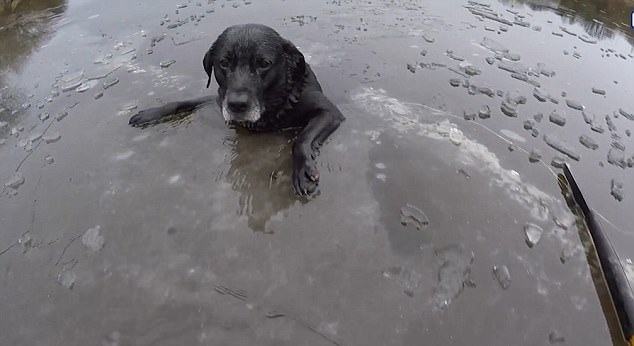 英国一宠物狗被困冰面,救援者匍匐施救