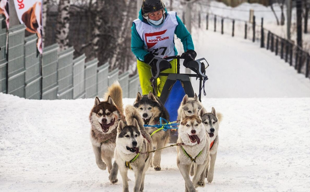 俄举行狗拉雪橇比赛迎狗年,参赛狗狗既矫健又蠢萌