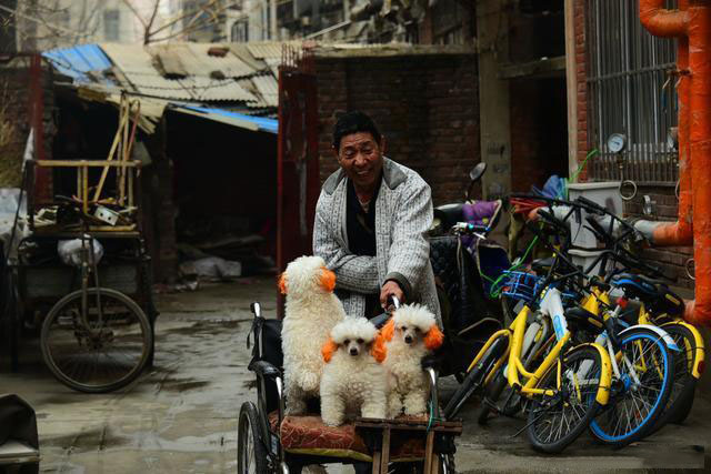 郑州这位偏瘫老人行动不便,他家的三只小狗竟能帮忙穿衣服