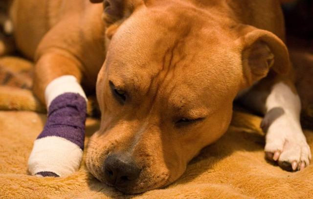 为什么狗狗能嗅出主人是不是得了癌症？