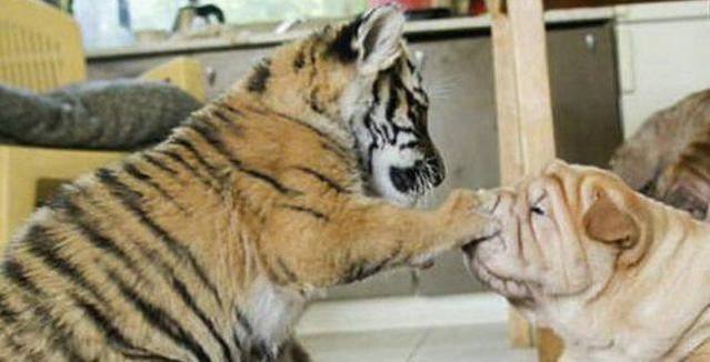 老虎从小喝狗狗的奶，跟人类一起生活，长大后竟然变成了这样！