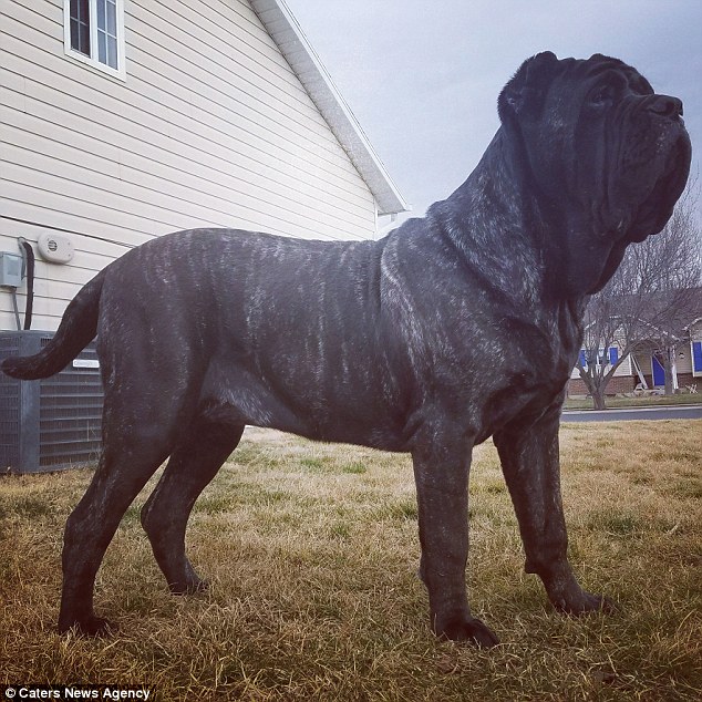 美国一宠物犬身高达1.8米 类似7000年前战斗犬