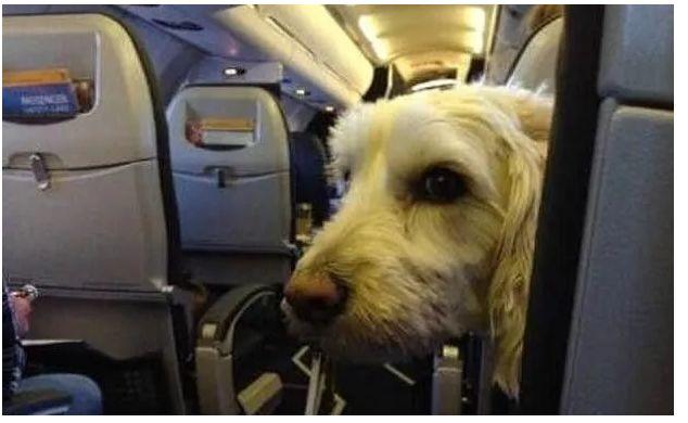 美国联合航空公司已经宣布将暂停宠物安全运送服务