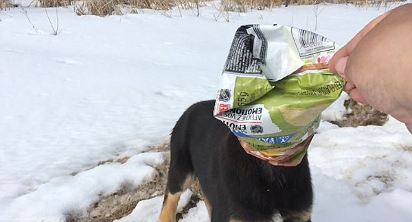 加小狗头罩薯片袋雪地遇险 好心司机施救