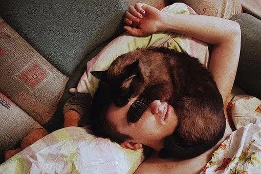 猫为什么对睡在人的头上情有独钟【图】