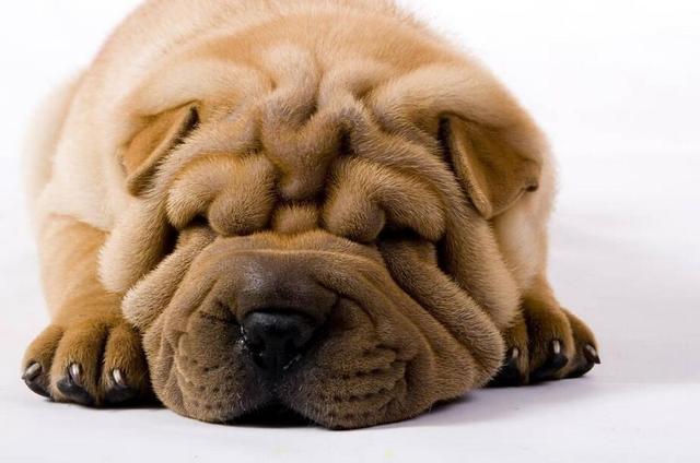 沙皮犬的皮肤常见病——皮褶炎是啥?