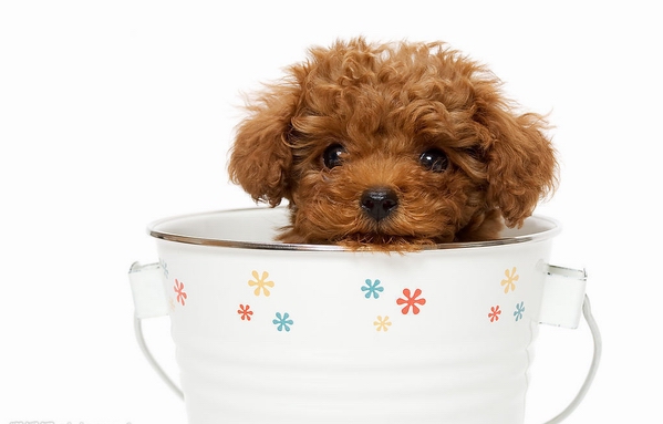 茶杯犬是正常品种吗?