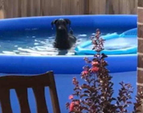 美国狗狗偷玩主人泳池 被抓包后表情内疚萌翻人