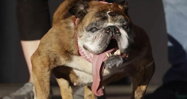 世界最丑狗狗新鲜出炉，舌头拖地，龅牙呲天，当真丑得威武！