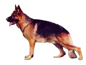 德国牧羊犬