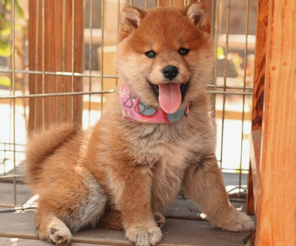 日本柴犬出售高品质柴犬幼犬可上门挑选可签订购犬