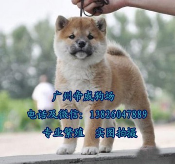 广州柴犬犬舍，血统柴犬多少钱，广州哪里有卖日本柴犬