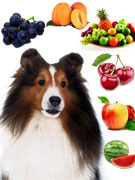 喜乐蒂犬能吃水果吗