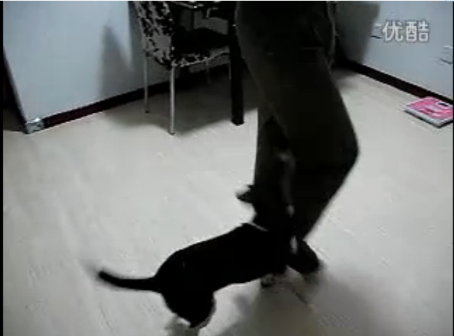 比格犬训练穿腿跟上视频