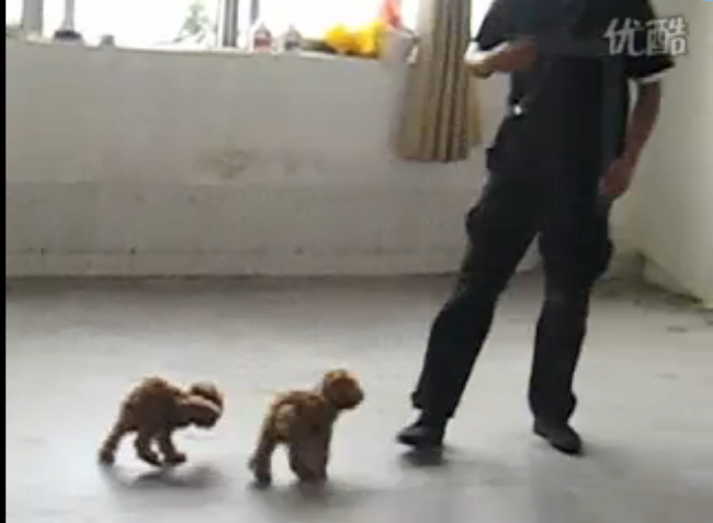 贵宾犬双犬训练视频