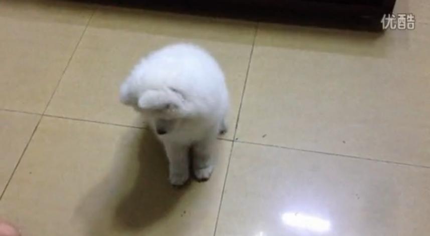 萨摩耶幼犬训练成果展示视频