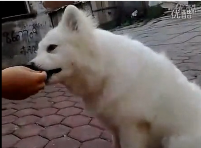 狗狗萨摩训练装死视频